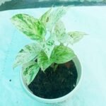 Marble Queen Pothos indoor plant with green and white variegated leaves