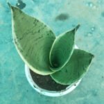 Sansevieria Night Owl Air Purifying Plant