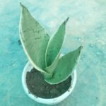 Night Owl Snake Plant Indoor Plant in Bangladesh