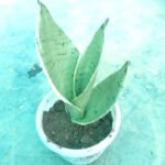 Buy Night Owl Snake Plant Online Bangladesh