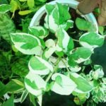 N'Joy Pothos Plant Price in Bangladesh | Buy Online - Image 2