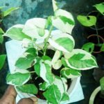 N'Joy Pothos Plant Price in Bangladesh | Buy Online