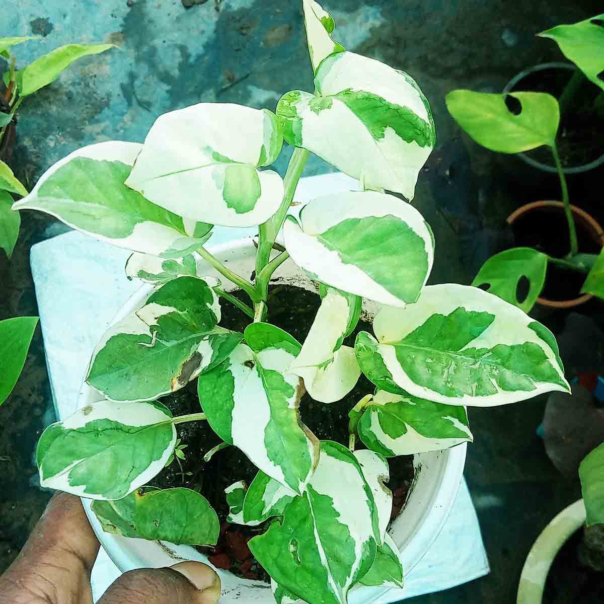 nj 5 N'Joy Pothos Plant Price in Bangladesh | Buy Online - Image 1