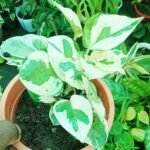 N'Joy Pothos Plant Price in Bangladesh | Buy Online - Image 4