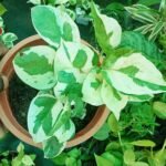 N'Joy Pothos Plant Price in Bangladesh | Buy Online - Image 5
