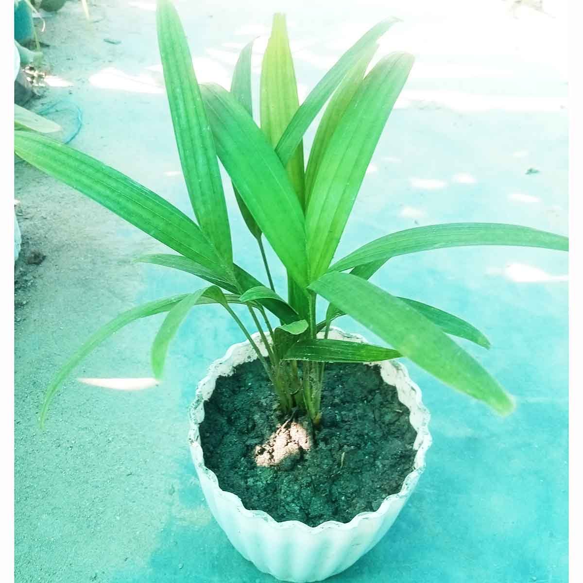 Parlor Palm Plant in White Decorative Pot Healthy Parlor Palm Plant in decorative white pot