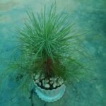 Pine Plant (পাইন প্ল্যান্ট) Live Indoor & Outdoor Decorative Plant in Bangladesh