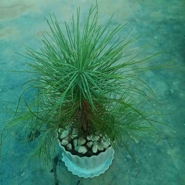 Pine Plant (পাইন প্ল্যান্ট) Live Indoor & Outdoor Decorative Plant in Bangladesh