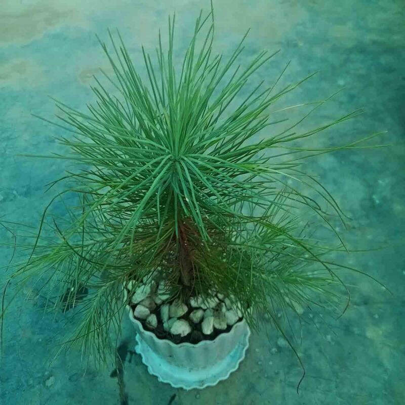 Pine Plant (পাইন প্ল্যান্ট) Live Indoor & Outdoor Decorative Plant in Bangladesh