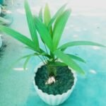 Air Purifying Parlor Palm Plant
