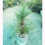 Healthy Pine Plant with Fresh Green Needle Leaves