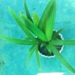 Chamaedorea elegans tropical indoor palm plant