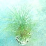 Pine Plant – পাইন প্ল্যান্ট | Live Decorative Plant - Image 3