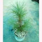 Pine Plant – পাইন প্ল্যান্ট | Live Decorative Plant - Image 2