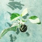 Healthy Monstera Pinnatum Albo Variegated live plant with stunning white and green variegated leaves.