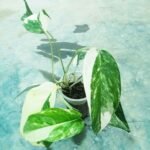 Rare Monstera Pinnatum Albo plant in nursery pot with beautiful variegated foliage.