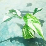 Premium Monstera Pinnatum Albo Variegated indoor plant for home and office.