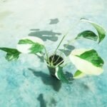 Rare Monstera Pinnatum Albo collector plant with white variegated leaves.