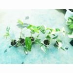 Buy Monstera Pinnatum Albo Variegated online in Bangladesh from Top1Sell.