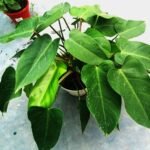 Healthy nursery-grown Philodendron Congo Green Plant ready for delivery in Bangladesh