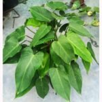 Philodendron Congo Green Plant placed in modern indoor home décor