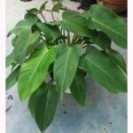 Close-up of glossy green leaves on Philodendron Congo Green Plant