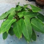 Top view of healthy Philodendron Congo Green Plant with vibrant tropical leaves