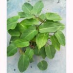 Premium Philodendron Congo Green indoor plant with broad green foliage