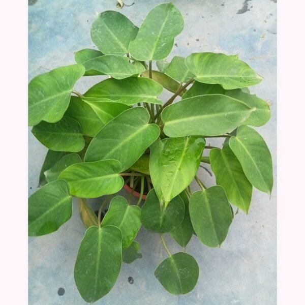 Premium Philodendron Congo Green indoor plant with broad green foliage