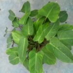 philodendron-congo-green-front.webp