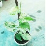 Rare Monstera Pinnatum Marble live plant in nursery pot with unique marble variegated leaves.