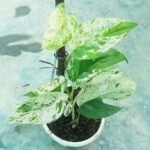 Healthy Monstera Pinnatum Marble variegated indoor plant with beautiful marble-pattern green and white leaves.