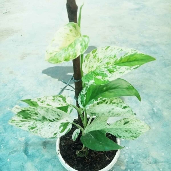 Buy Monstera Pinnatum Marble variegated indoor plant online in Bangladesh from Top1Sell.