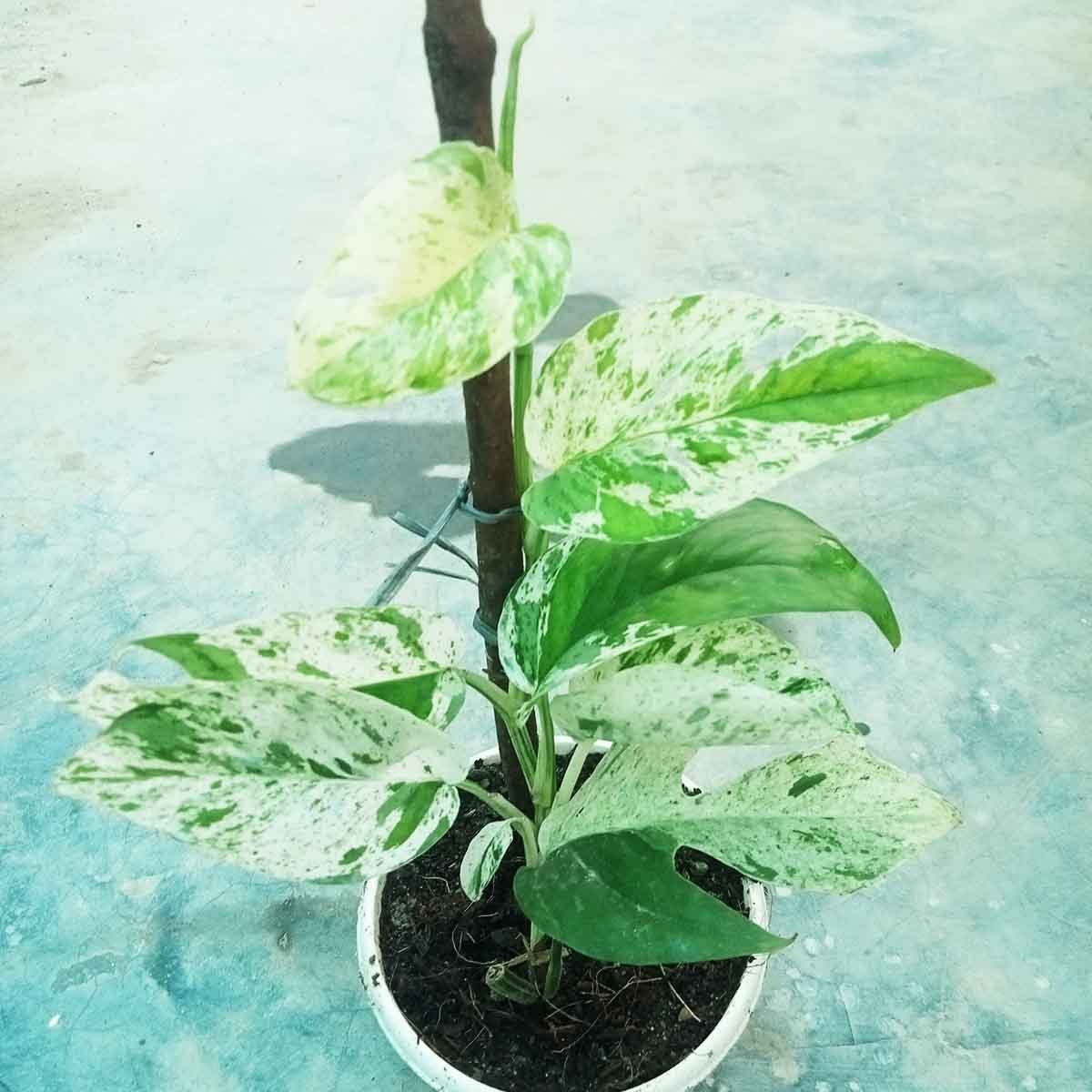 Buy Monstera Pinnatum Marble in Bangladesh Buy Monstera Pinnatum Marble variegated indoor plant online in Bangladesh from Top1Sell.