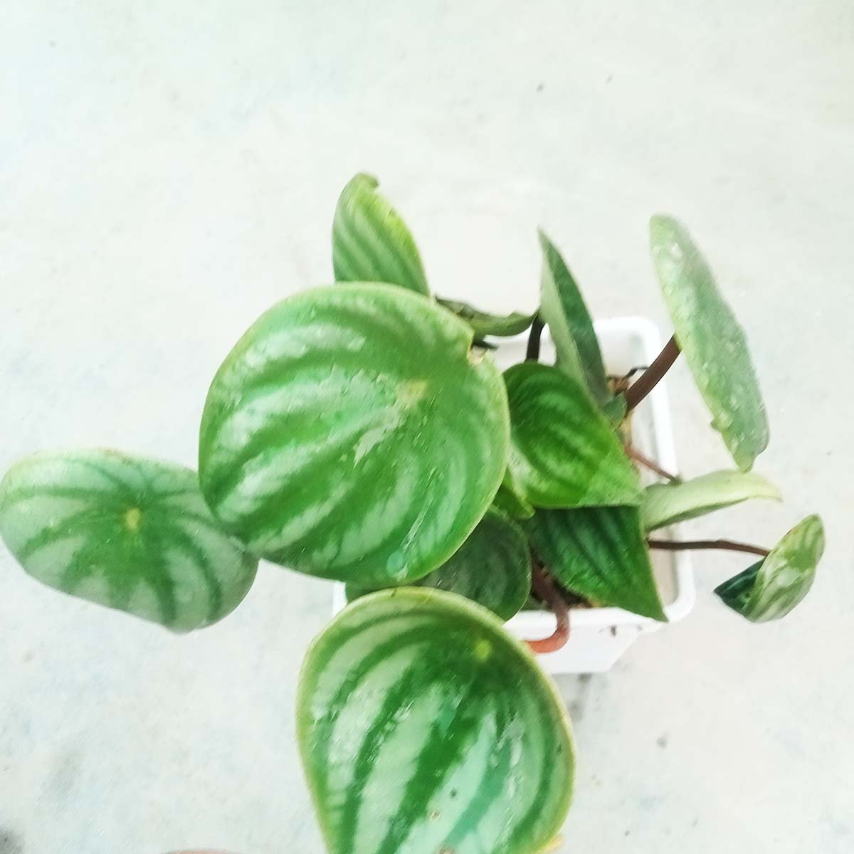 watermelon-peperomia-indoor-plant.jpg Watermelon Peperomia plant with striped leaves in a small white pot