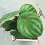 Close up of Watermelon Peperomia leaf showing watermelon-like silver and green stripes