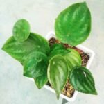 Watermelon Peperomia care guide for indoor bright indirect sunlight