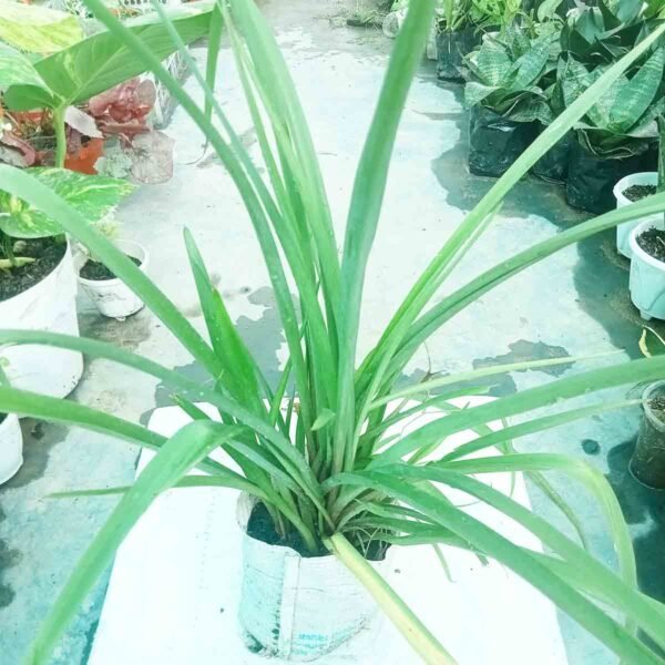Healthy Rajnigandha (Tuberose) plant growing in a nursery bag with long green leaves, ideal for home gardens in Bangladesh.