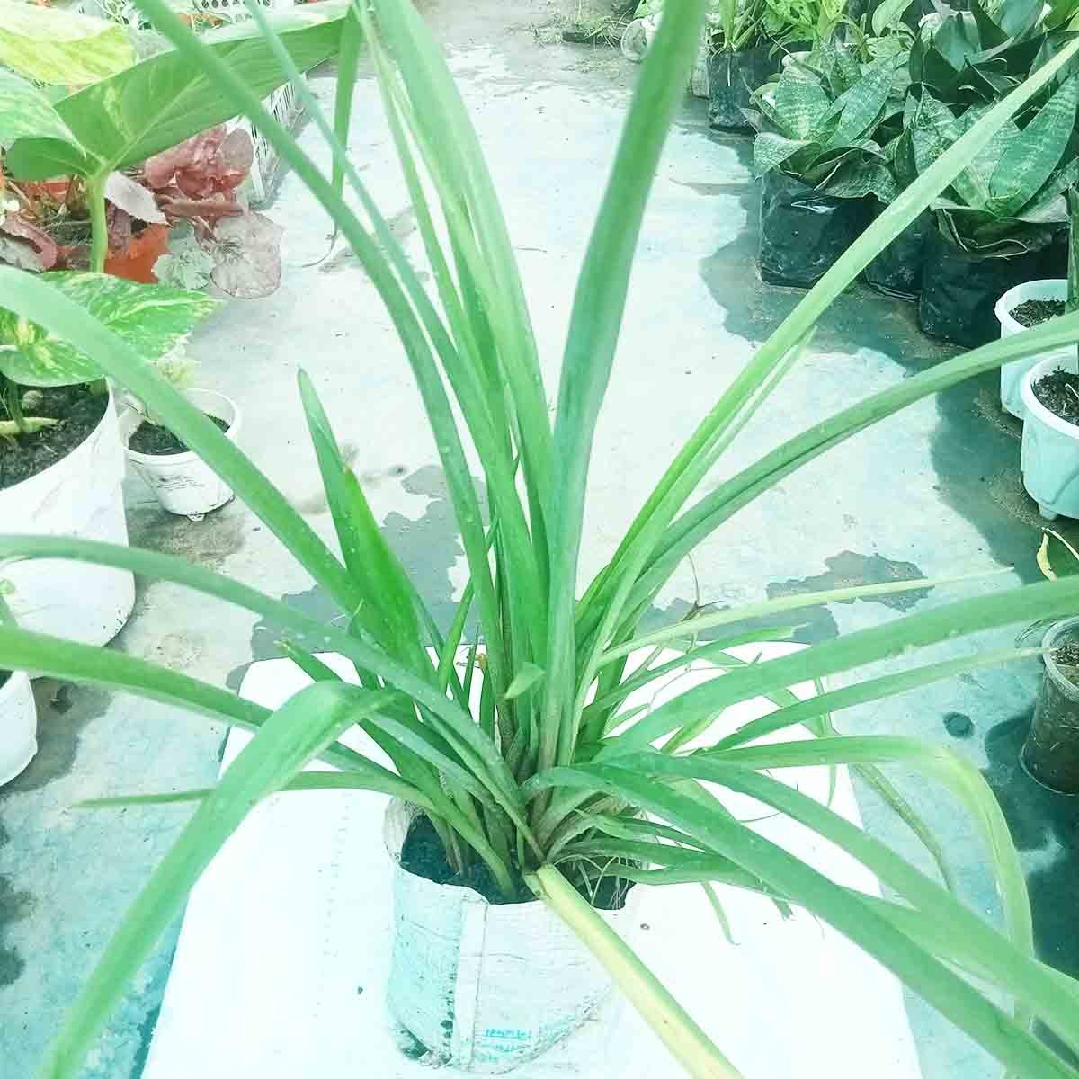 Rajnigandha Plant in Nursery Bag – Healthy Tuberose Flower Plant Healthy Rajnigandha (Tuberose) plant growing in a nursery bag with long green leaves, ideal for home gardens in Bangladesh.