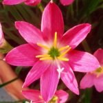 Pink Rain Lily – Beautiful Flowering Bulb 25 Pieces Price in Bangladesh