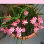 Pink Rain Lily plant for sale in Bangladesh