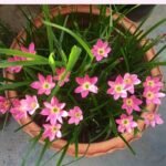 Zephyranthes pink flowering bulb plant