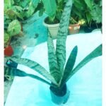 Healthy Snake Plant (Sansevieria Trifasciata) in nursery bag