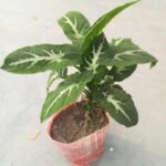 Buy Syngonium White Butterfly Online Bangladesh