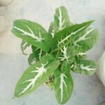 Syngonium White Butterfly Indoor Plant Price in Bangladesh