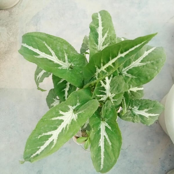 Syngonium White Butterfly Indoor Plant Price in Bangladesh