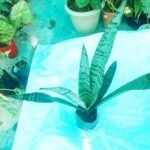 Buy Snake Plant online in Bangladesh