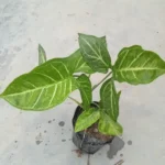 Healthy Syngonium White Butterfly Indoor Plant in nursery pot