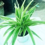 Healthy Spider Plant (Chlorophytum Comosum) in white nursery pot for home and office decoration.