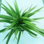 Beautiful Spider Plant for indoor home decoration.